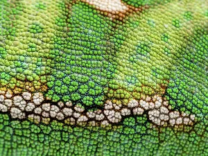 Macro, detail of a veiled chameleon skin and scales
