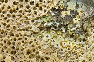 Macro view of the textured surface of an abalone shell