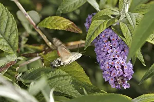 Macroglossum stellatarum, pigeon tail