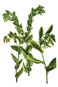 Maculata, large honeyworts (Cerinthe major) (Cerinthe)