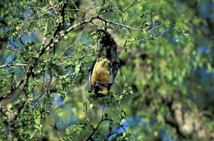 Madagacar Fruit Bat (Pteropus rufus)