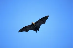 Madagacar Fruit Bat (Pteropus rufus)