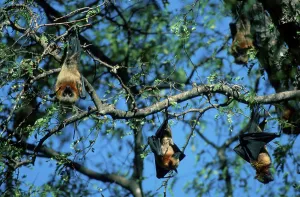 Madagacar Fruit Bats resting, madagascan flying fox (Pteropus rufus) resting in a sleeping tree