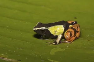 Madagascan Mantella (Mantella madagascariensis)