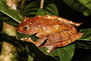 Madagascar brown tree frog (Boophis madagascariensis) on a leaf