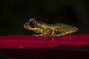 Madagascar frog (Boophis idae) sits on leaf