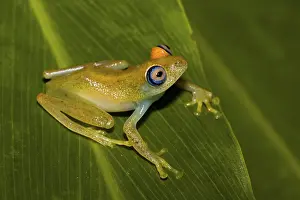 Madagascar Frog, Madagascar Frogs