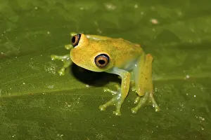 Madagascar Frog, Madagascar Frogs