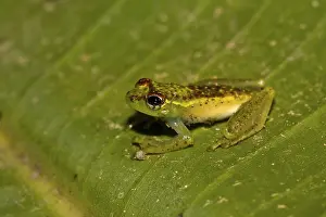 Madagascar frog, Madagascar frogs