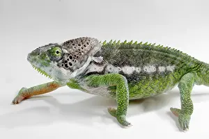 Madagascar giant chameleon (Furcifer verrucosus)