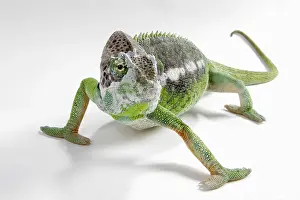 Madagascar giant chameleon (Furcifer verrucosus)