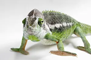 Madagascar giant chameleon (Furcifer verrucosus)