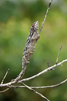 Madagascar giant chameleon (Furcifer verrucosus)