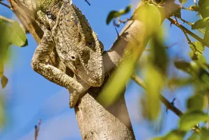 Madagascar giant chameleon (Furcifer verrucosus)
