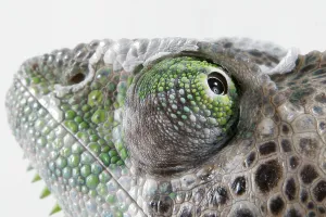 Madagascar giant chameleon (Furcifer verrucosus)
