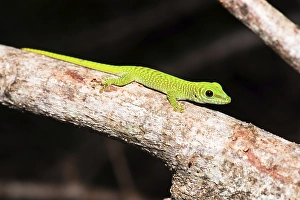 Madagascar giant day gecko (Phelsuma grandis)