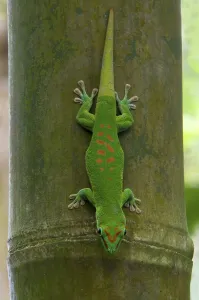 Madagascar giant day gecko (Phelsuma madagascariensis)