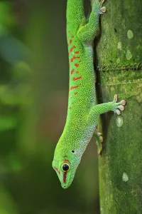 Madagascar giant day gecko (Phelsuma madagascariensis) climbing a trunk