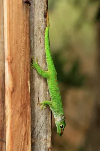 Madagascar giant day gecko (Phelsuma madagascariensis grandis)