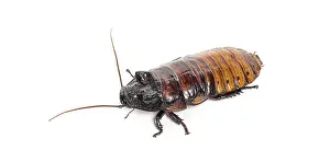 Madagascar hissing cockroach, Gromphadorhina portentosa