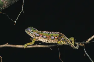Madagascar jeweled chameleon (furcifer campani)