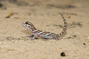 Madagascar large-head gecko (Paroedura picta)