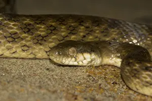 Madagascar night snake (Madagascarophis colubrinus)