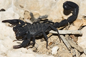 Madagascar Scorpio (Grosphus grandidieri)