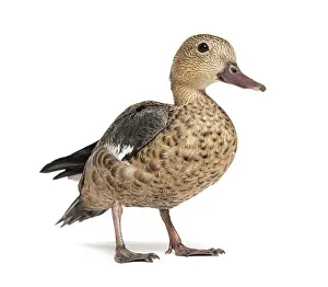 Madagascar teal duck, Anas bernieri