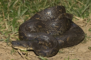 Madagascar Tree Boa or Boa manditra (Sanzinia madagascariensis)