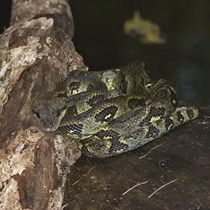 Madagascar Tree Boa or Boa manditra (Sanzinia madagascariensis)