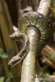 Madagascar Tree Boa (Sanzinia madagascariensis)