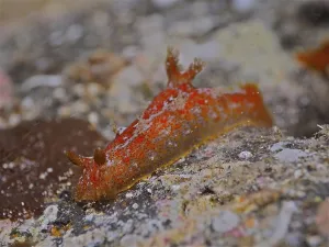 Madeira nudibranch (Plocamopherus maderae) marine snail