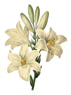 Madonna lily (Lilium candidum)