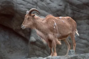 Maehnenspringer, Maehnenschaf, Weibchen