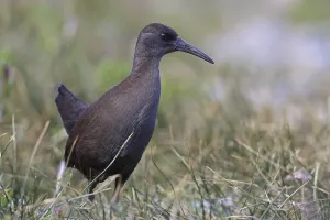 Magellan Rail