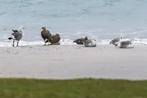 Magellanic Geese (Chloephaga picta)