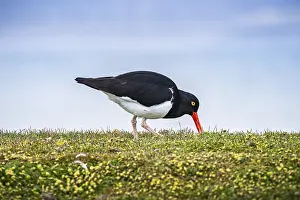Magellanic oystercatcher (Haematopus leucopodus)