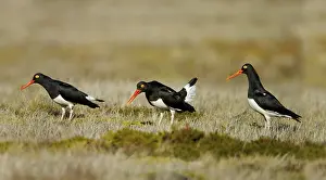 Magellanic Oystercatcher (Haematopus leucopodus)