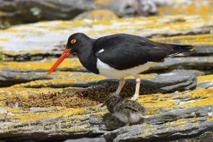 Magellanic Oystercatcher (Haematopus leucopodus)