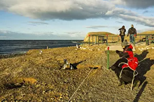 Magellanic penguin colony, -Spheniscus magellanicus
