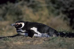 Magellanic penguin Sphenicus magellanicus on Isla Magdalena Patagonia Chile