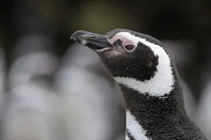 Magellanic penguin (Spheniscus magellanicus)