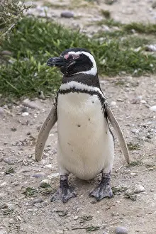 Magellanic penguin (Spheniscus magellanicus)