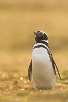 Magellanic Penguin (Spheniscus magellanicus)