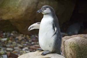 Magellanic Penguin (Spheniscus magellanicus)
