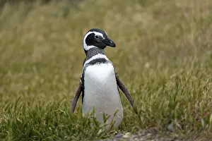 Magellanic Penguin (Spheniscus magellanicus)