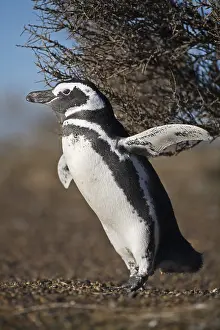 Magellanic penguin (Spheniscus magellanicus) at Punta Tombo