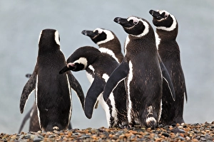 Magellanic penguins (Spheniscus magellanicus)