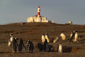 Magellanic penguins (Spheniscus magellanicus)